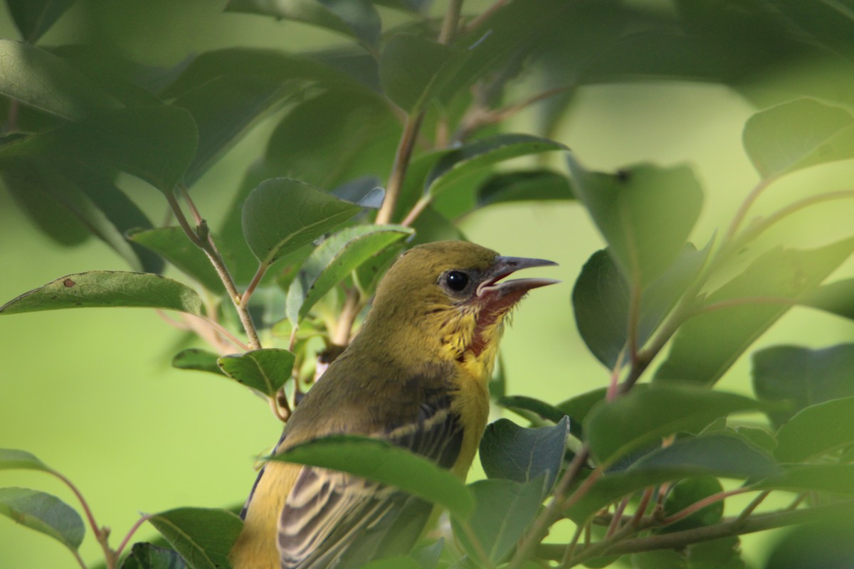 Orchard Oriole - ML620048636