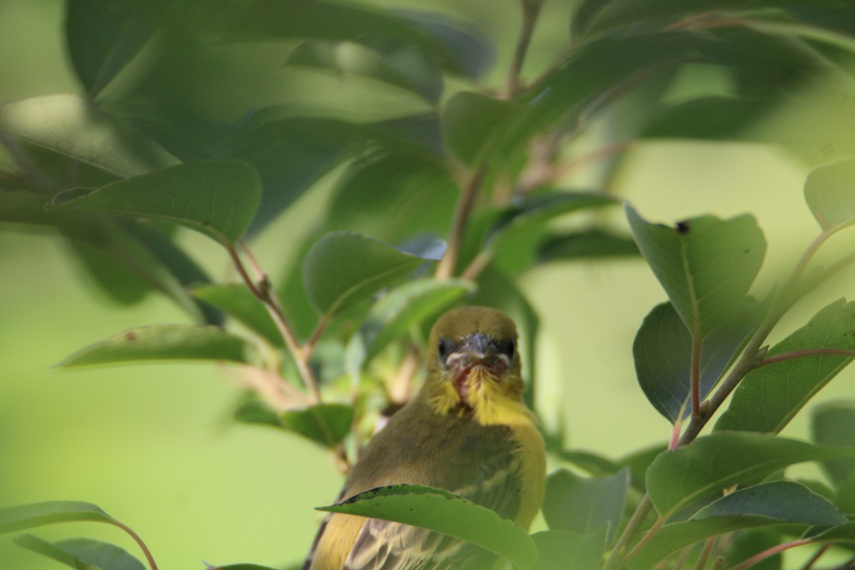 Orchard Oriole - ML620048637