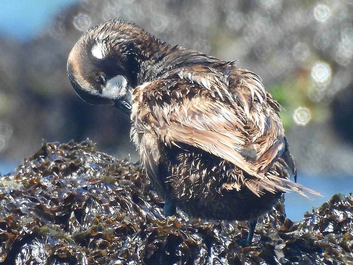 Harlequin Duck - ML620048642