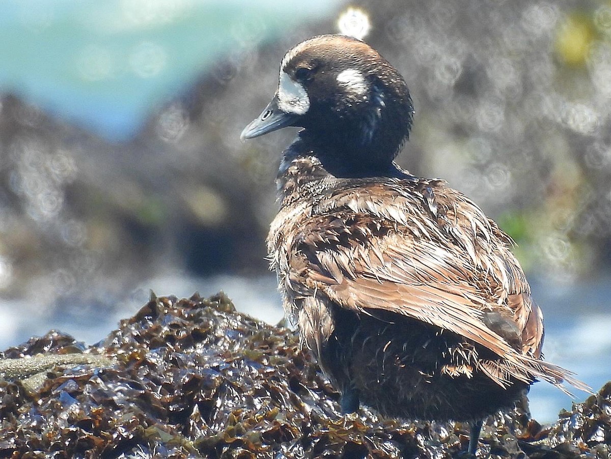 Harlequin Duck - ML620048644