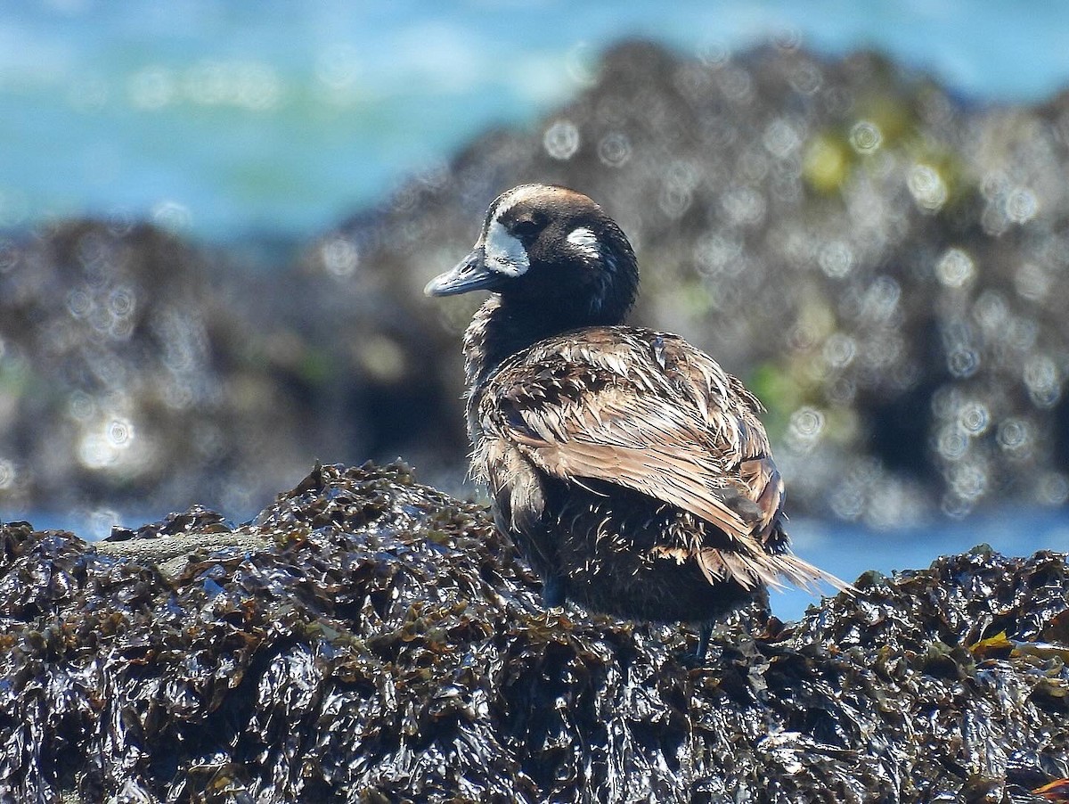 Harlequin Duck - ML620048645