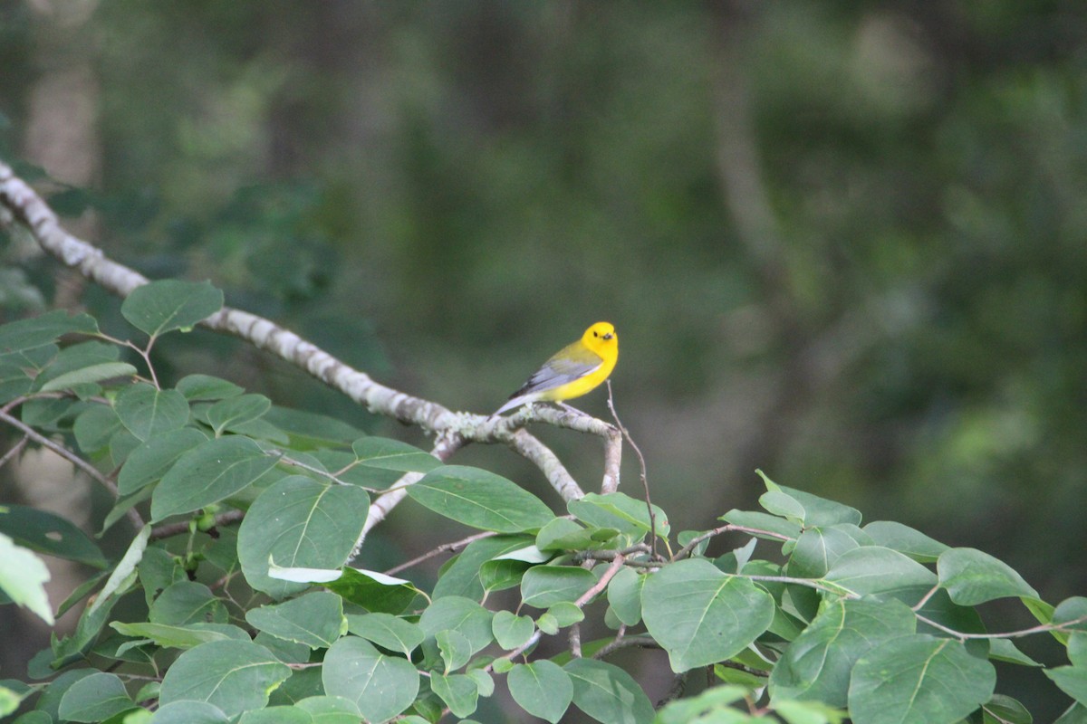 Prothonotary Warbler - ML620048706