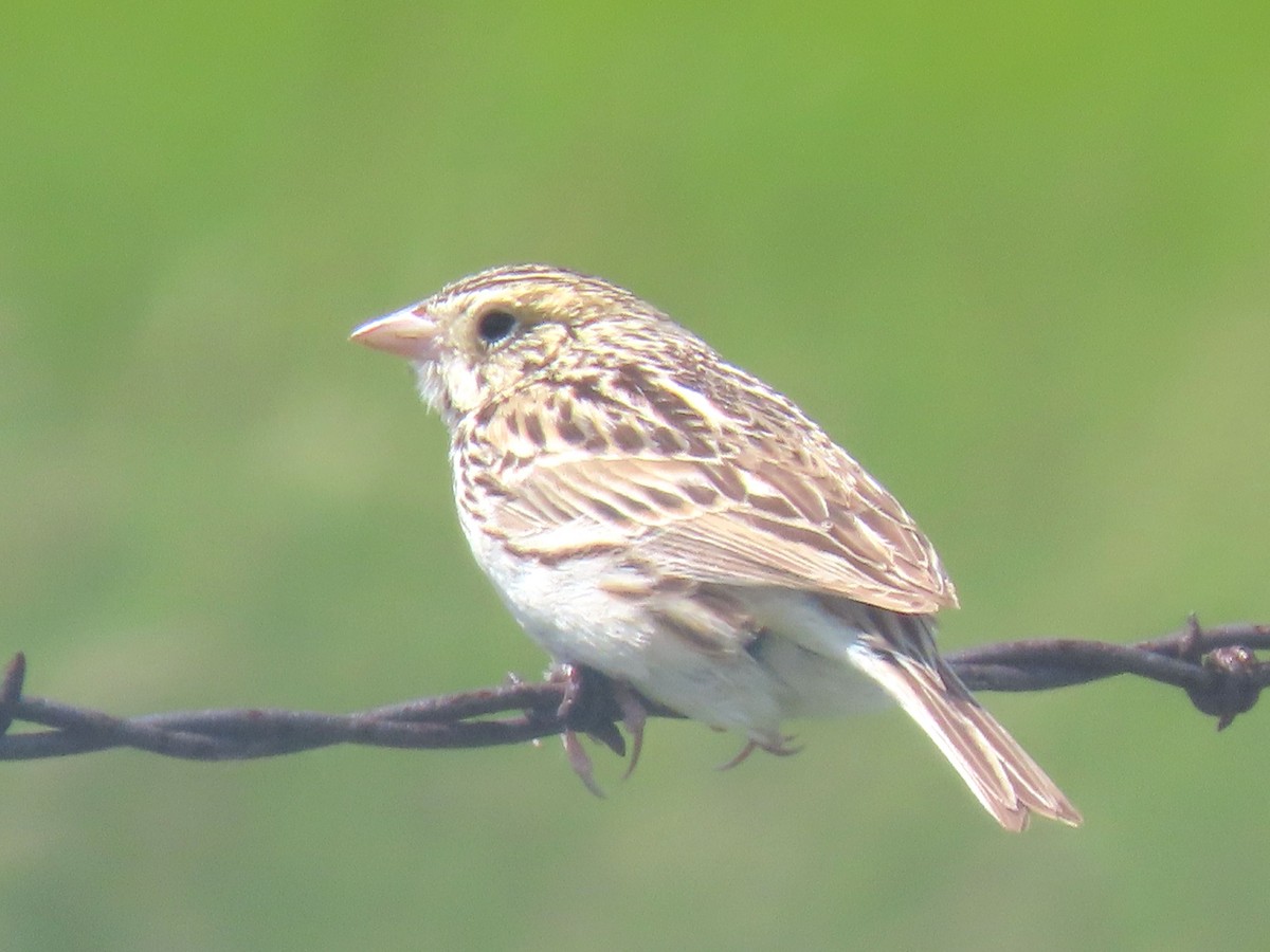 Baird's Sparrow - ML620048720
