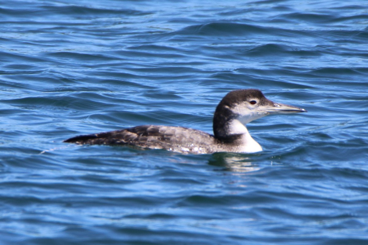 Common Loon - ML620048741