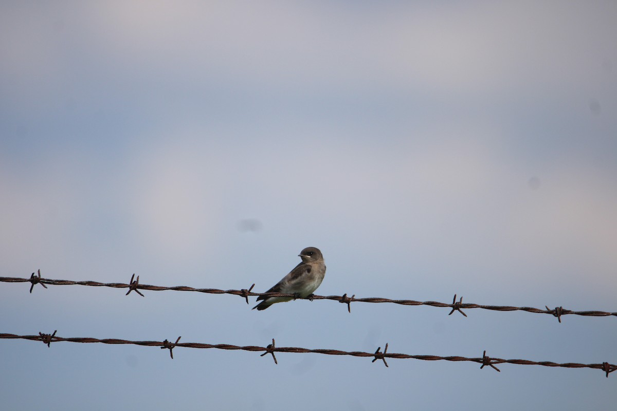 Northern Rough-winged Swallow - ML620048745