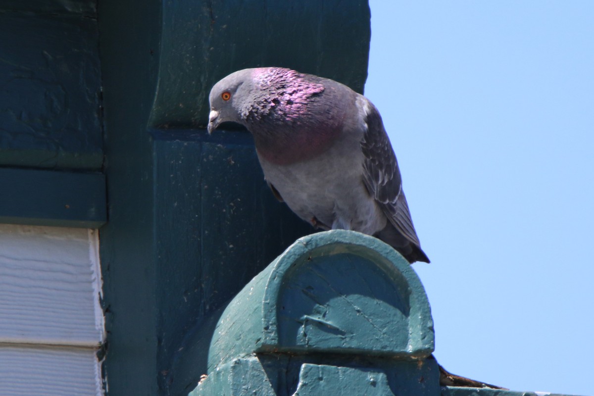 Rock Pigeon (Feral Pigeon) - ML620048747