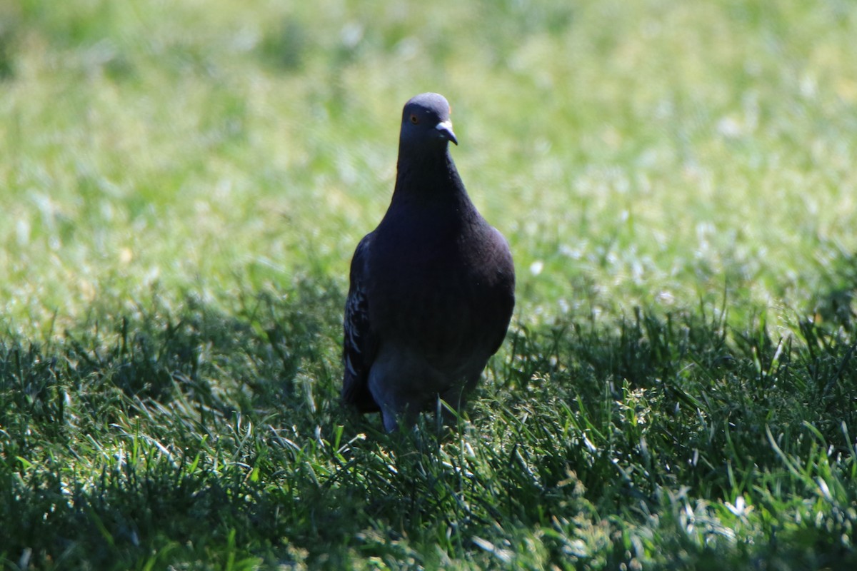Rock Pigeon (Feral Pigeon) - ML620048748