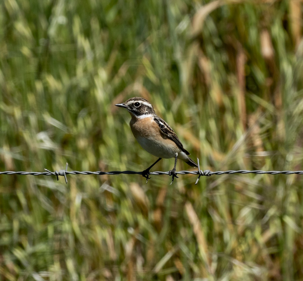 Whinchat - ML620048759