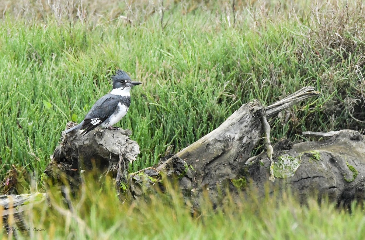 Belted Kingfisher - ML620048771