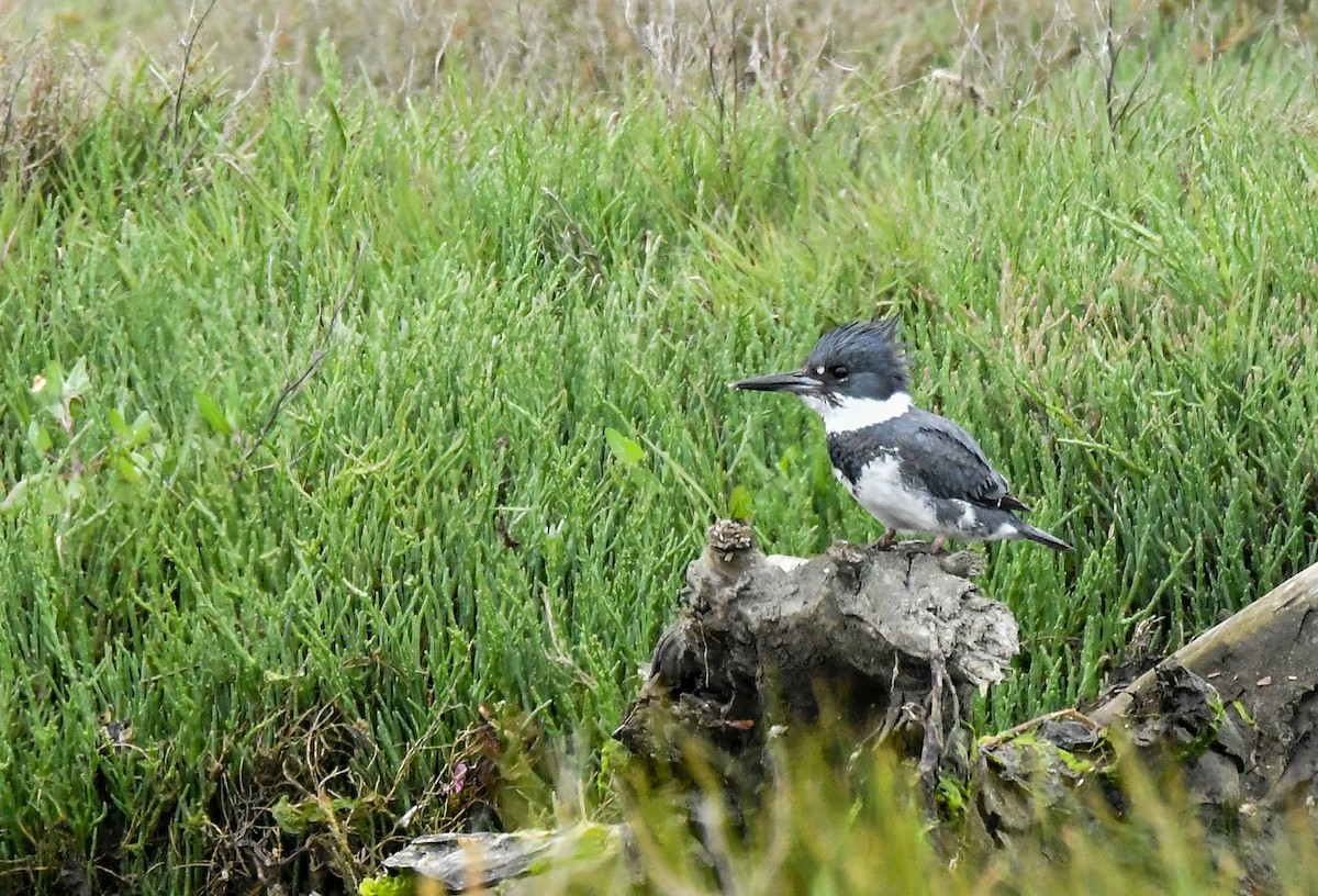 Belted Kingfisher - ML620048772