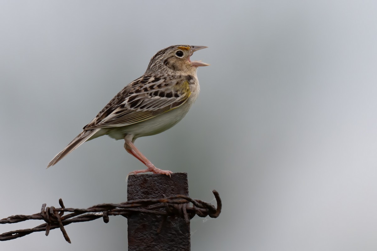 Grasshopper Sparrow - ML620048783