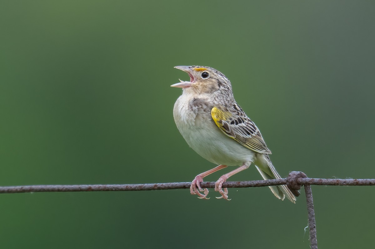 Grasshopper Sparrow - ML620048785