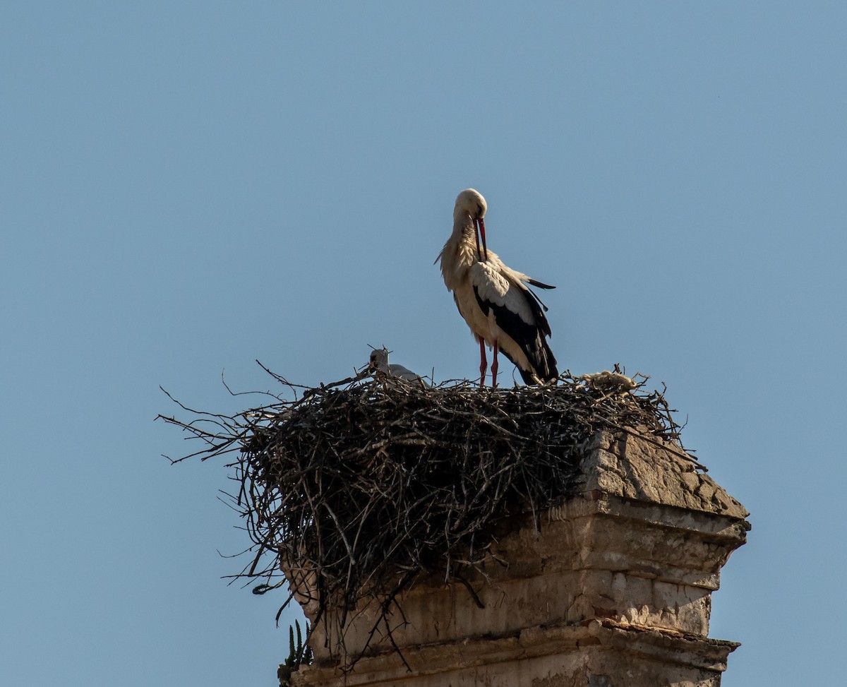 Cigogne blanche - ML620048788