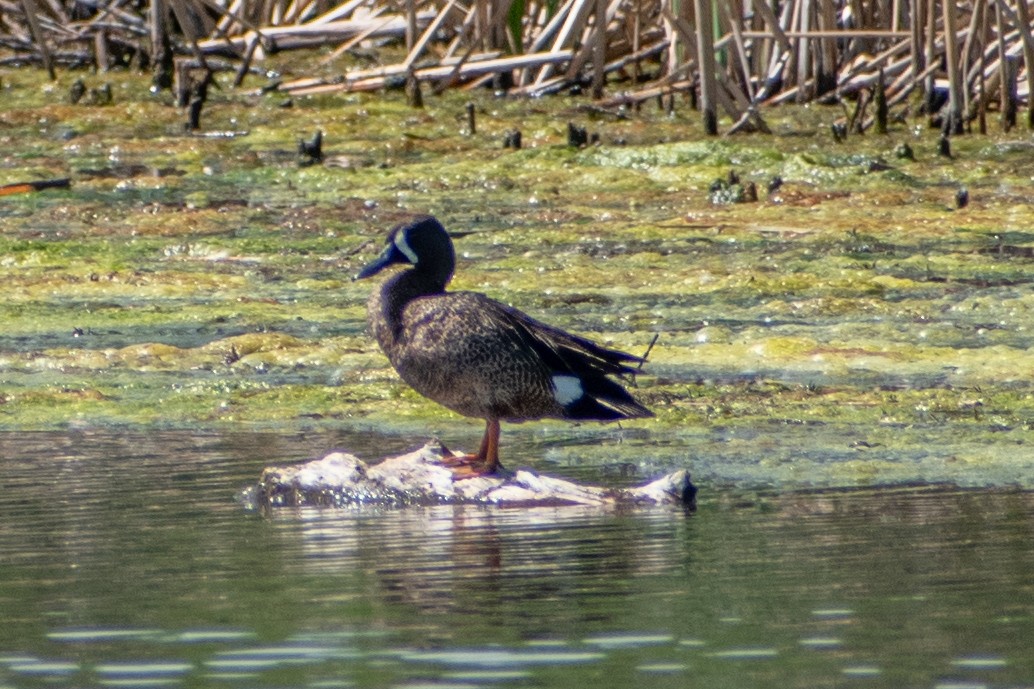 Blue-winged Teal - ML620048789