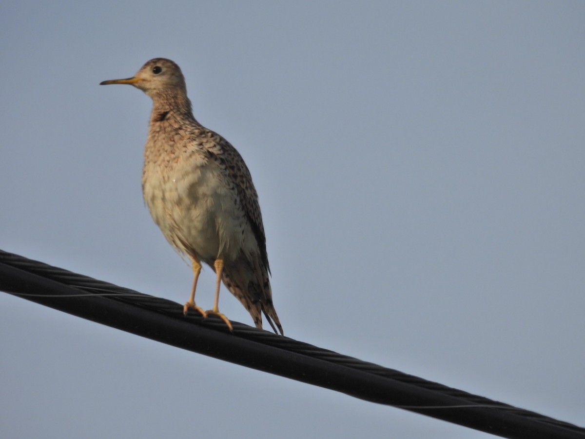 Upland Sandpiper - ML620048790