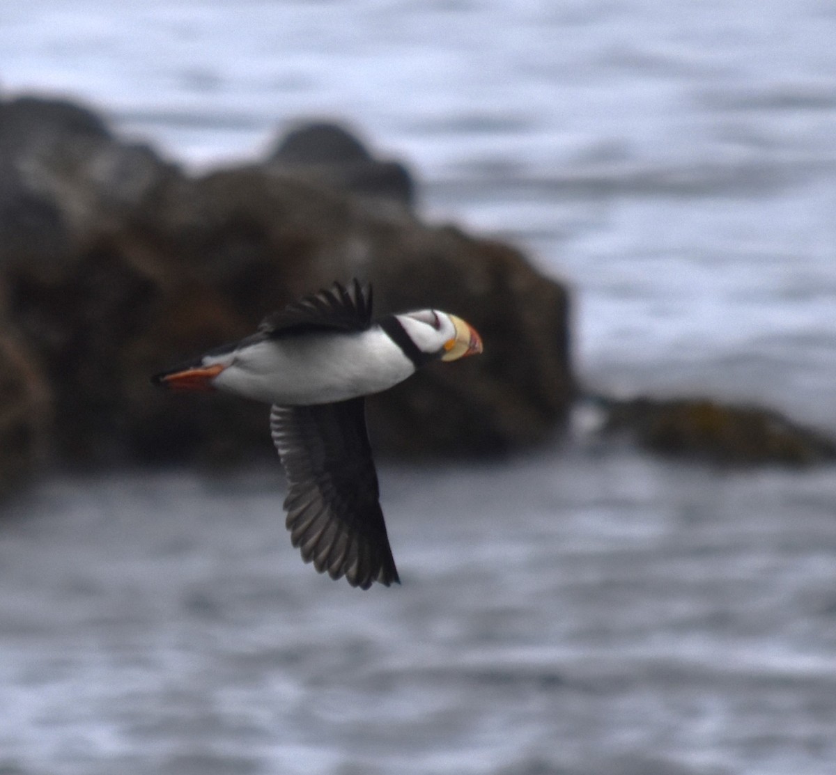 Horned Puffin - ML620048794
