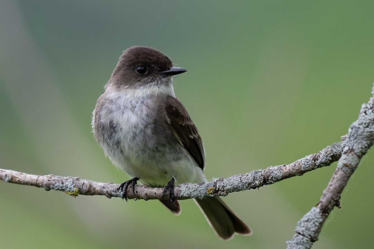 Eastern Phoebe - ML620048816