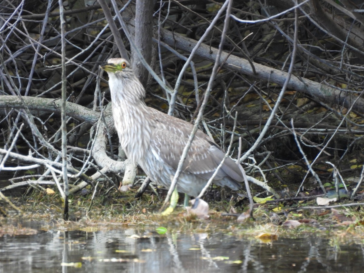 Black-crowned Night Heron - ML620048828