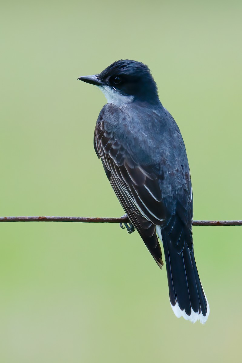 Eastern Kingbird - ML620048829