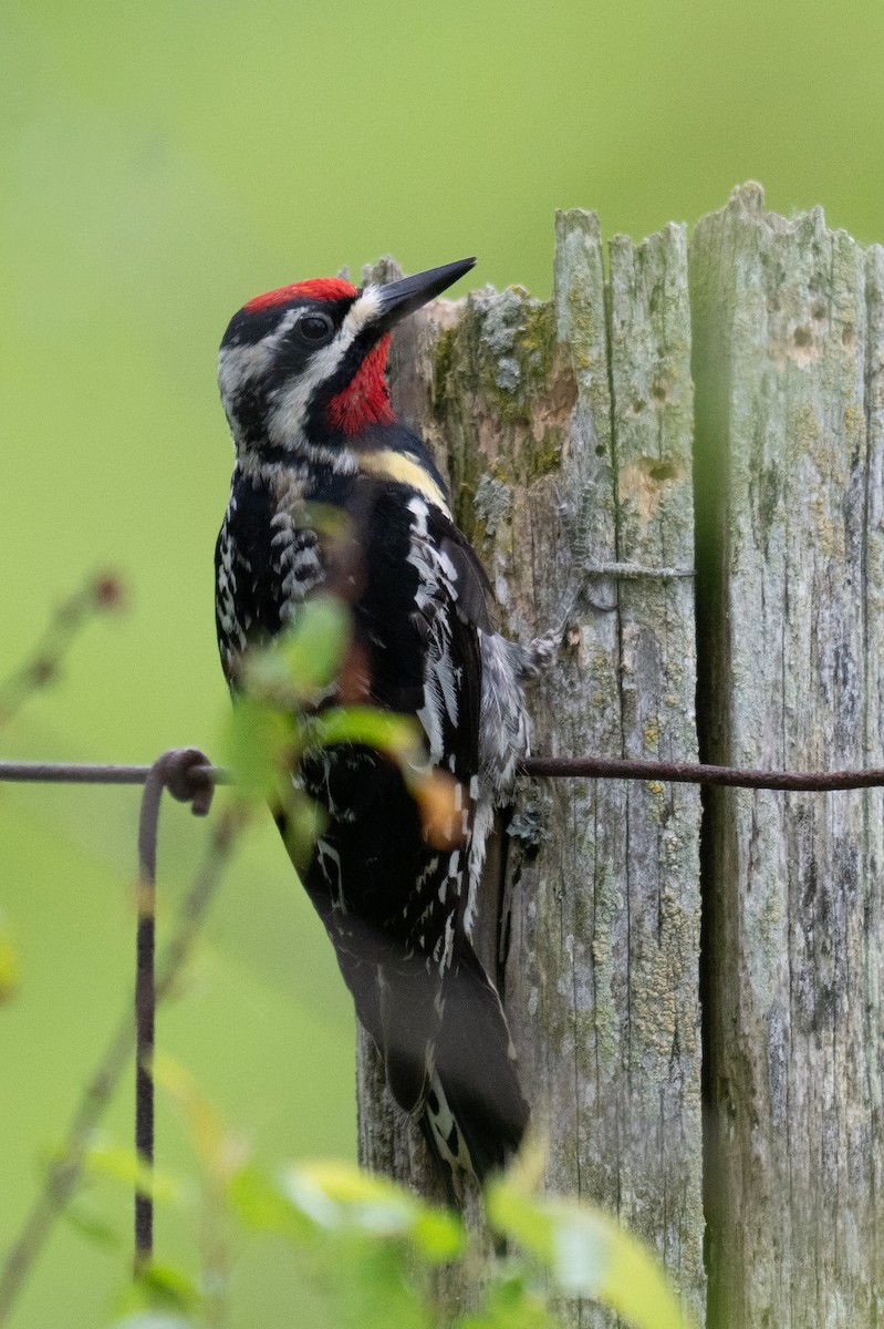 Yellow-bellied Sapsucker - ML620048841