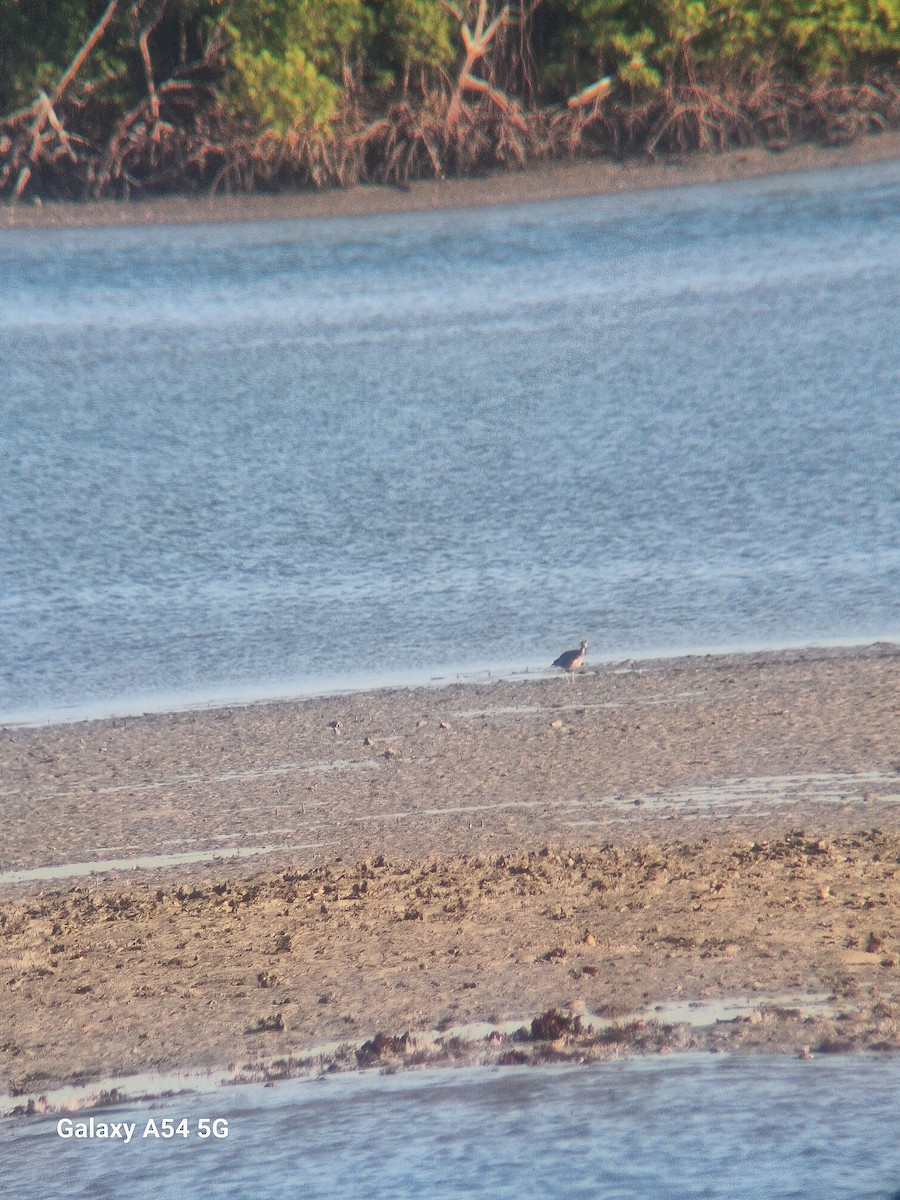 Marbled Godwit - ML620048855