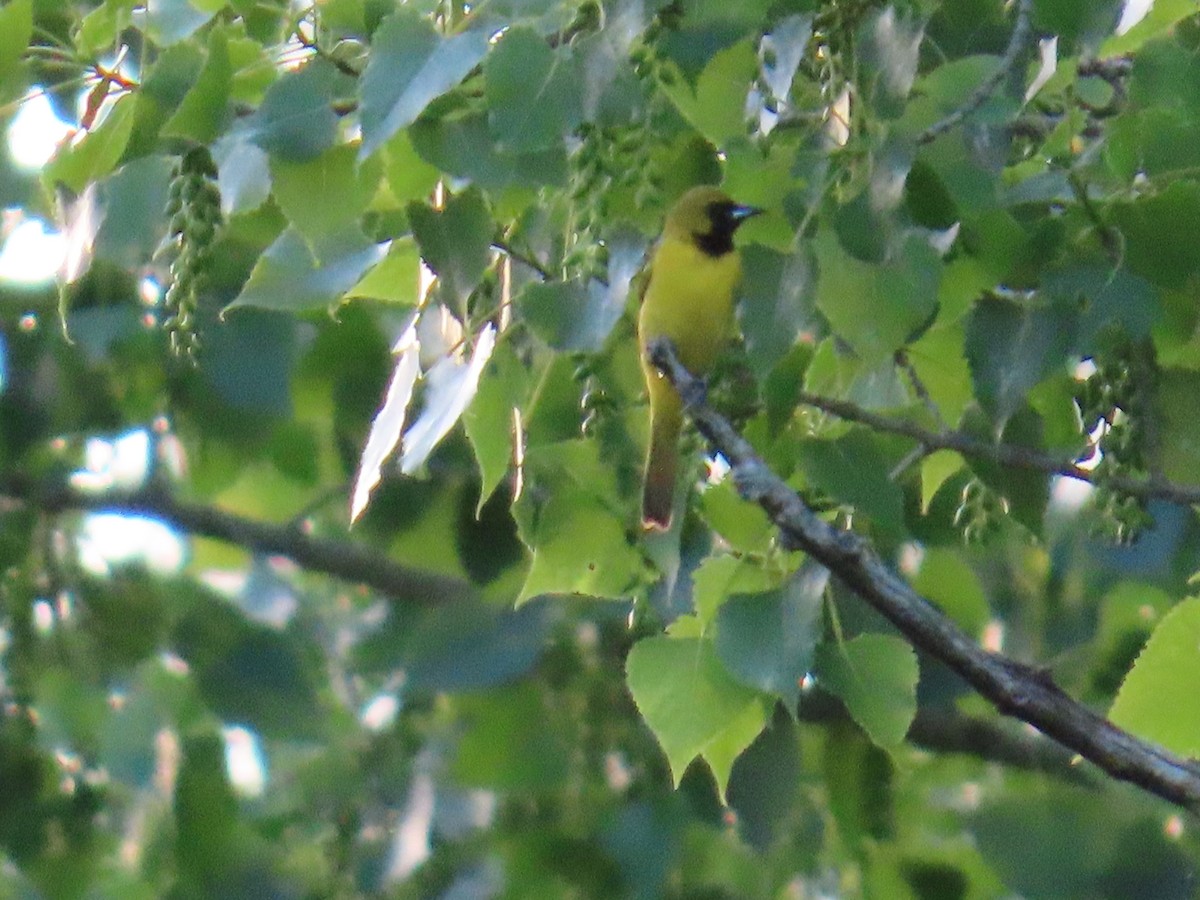 Orchard Oriole - ML620048858