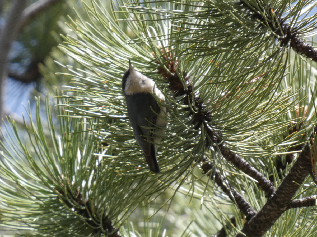 White-breasted Nuthatch - ML620048871