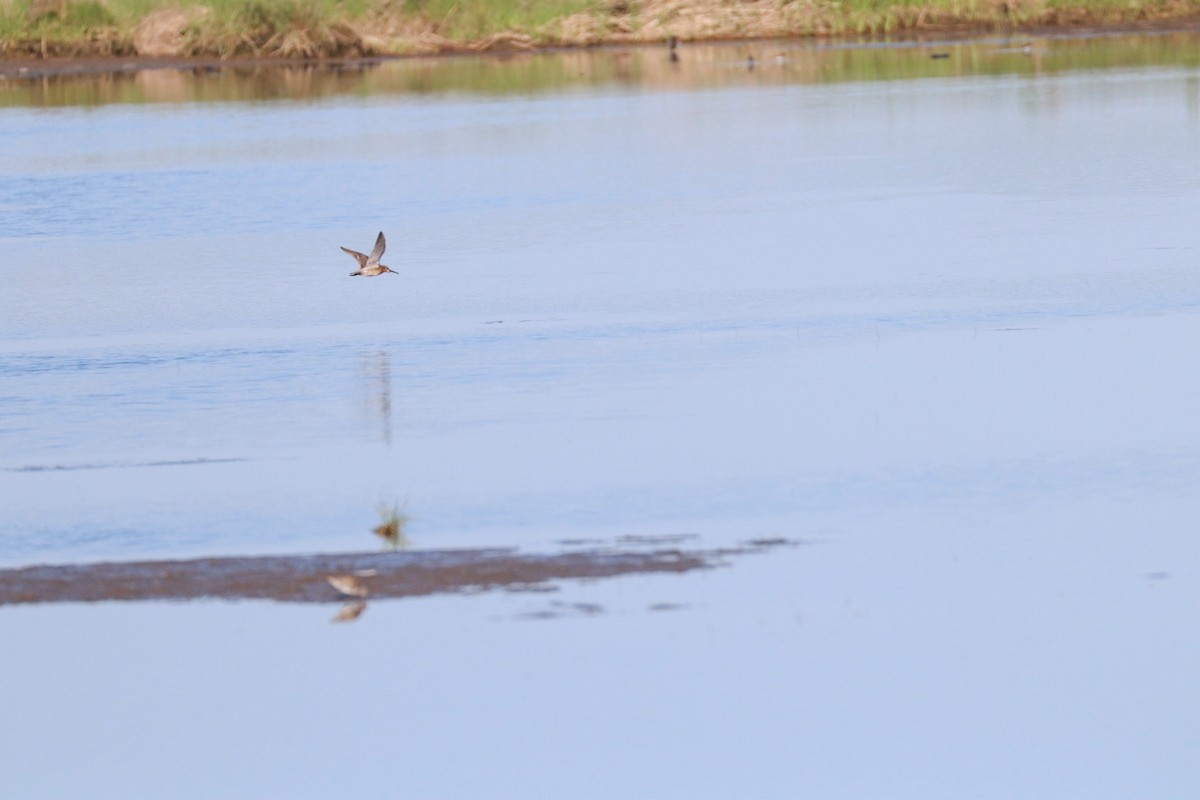 ub. vader (Charadriiformes sp.) - ML620048873