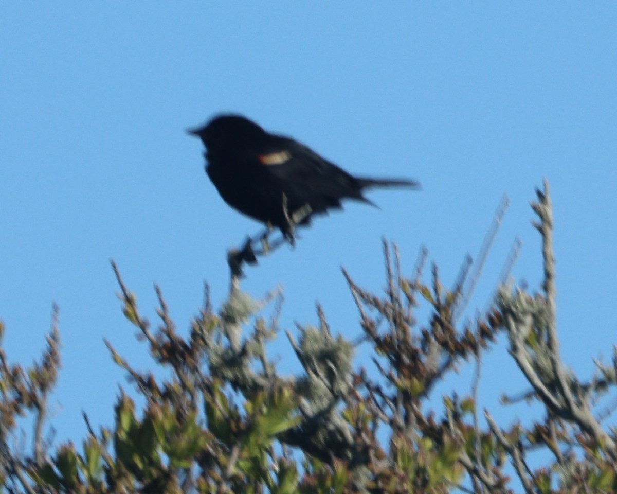 Red-winged Blackbird - ML620048877