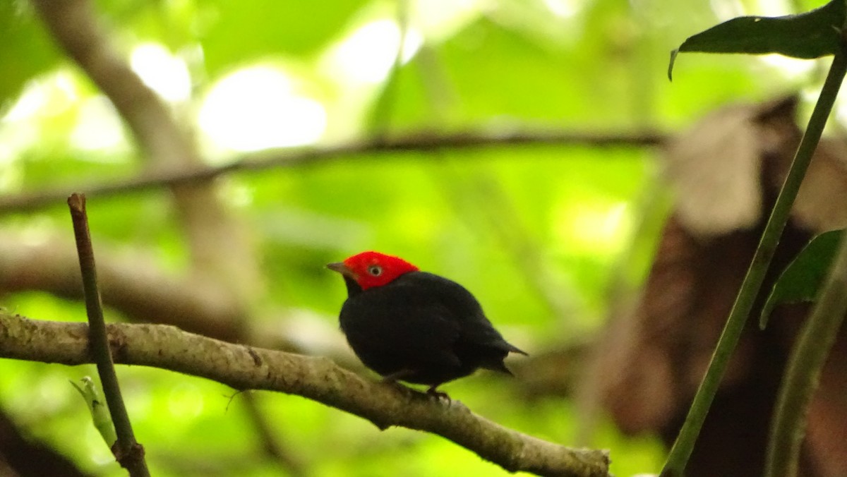 Red-capped Manakin - ML620048880