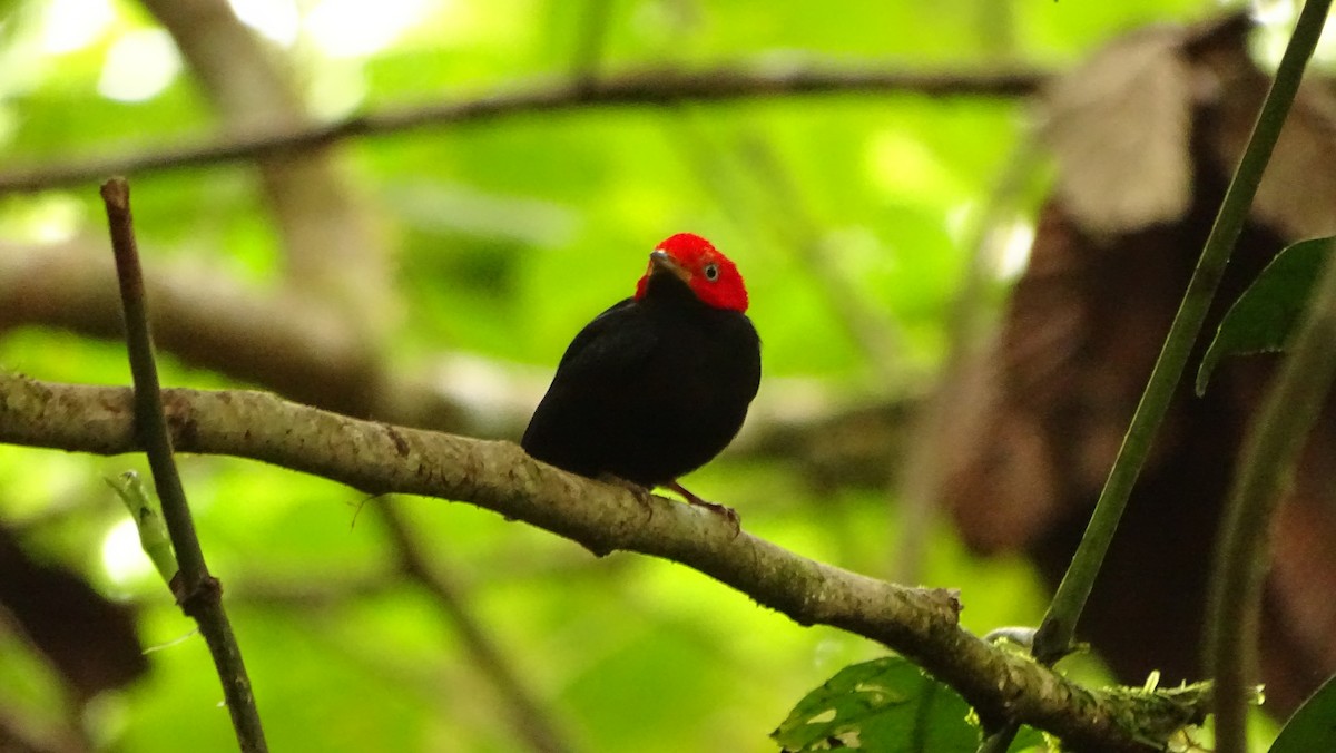 Red-capped Manakin - ML620048881