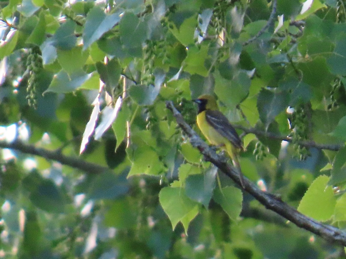 Orchard Oriole - ML620048893
