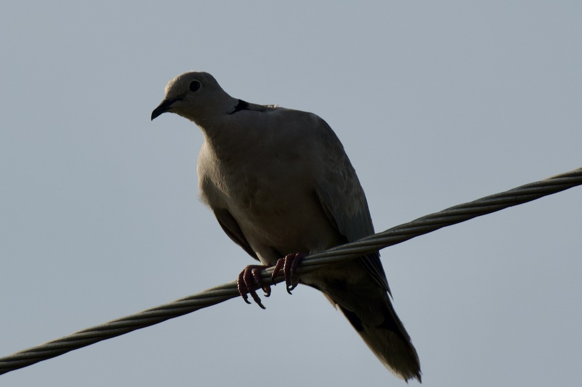 Eurasian Collared-Dove - ML620048897