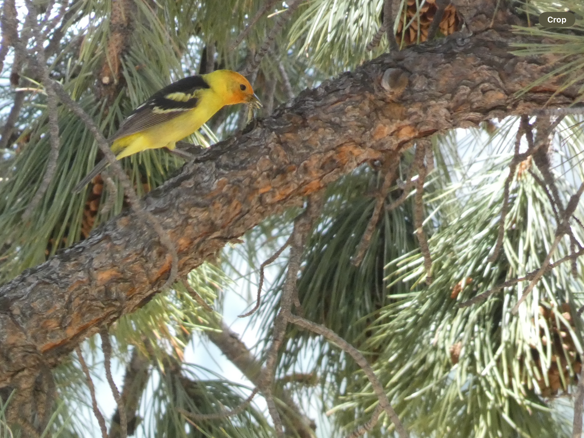 Western Tanager - ML620048898