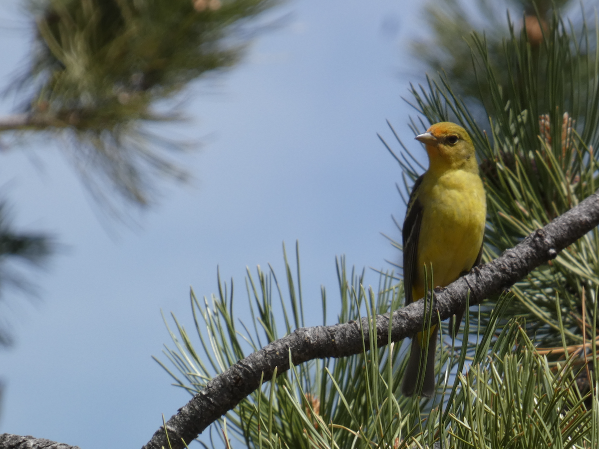 Western Tanager - ML620048899