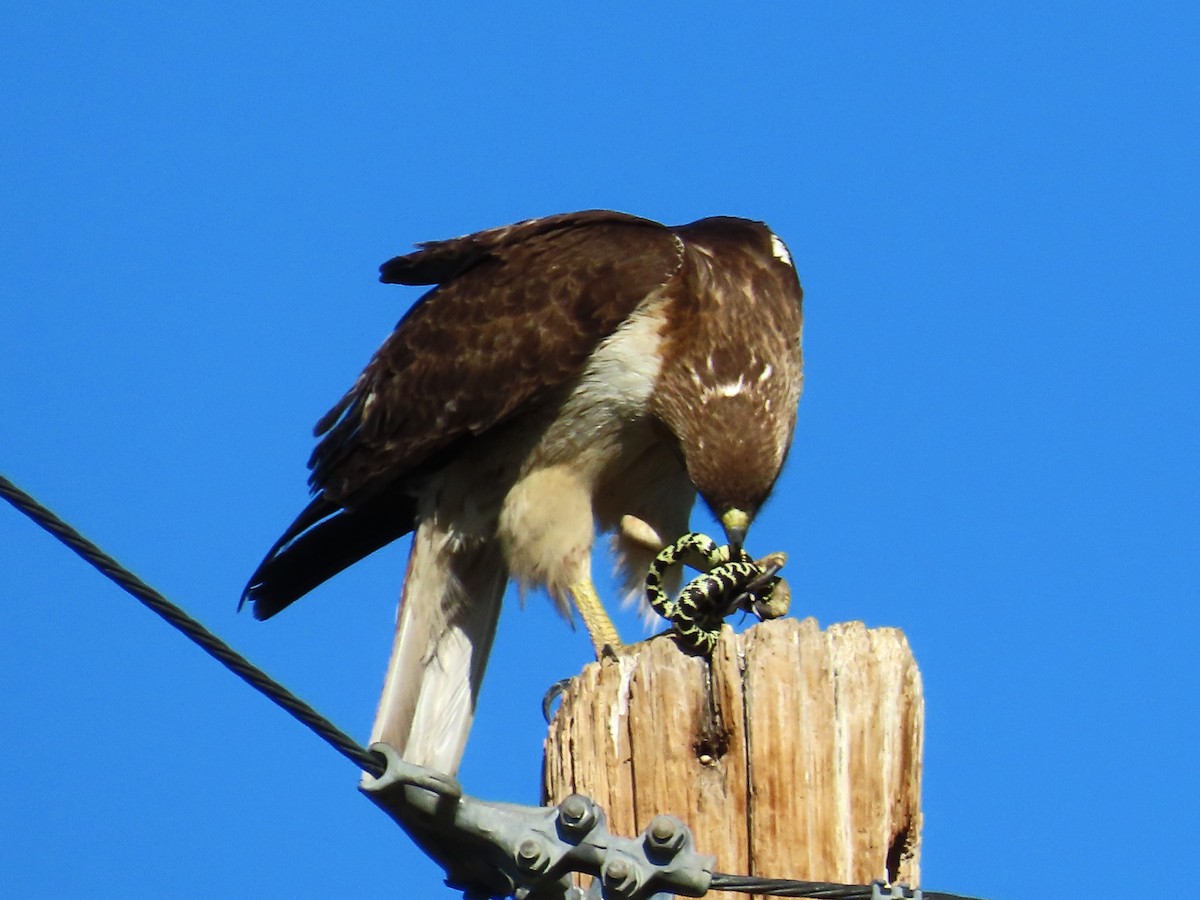 Swainson's Hawk - ML620048916