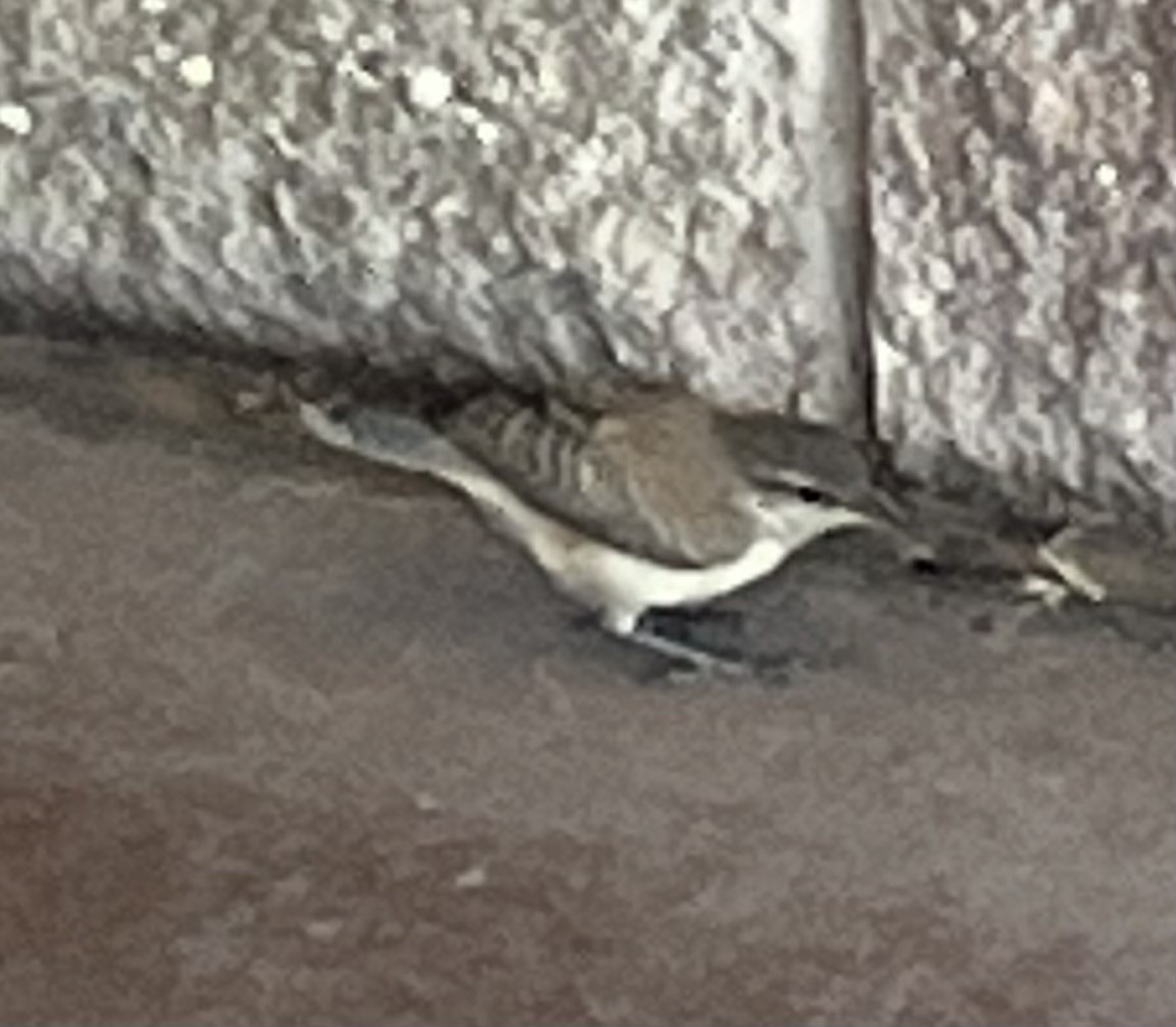 Rock Wren - ML620048918