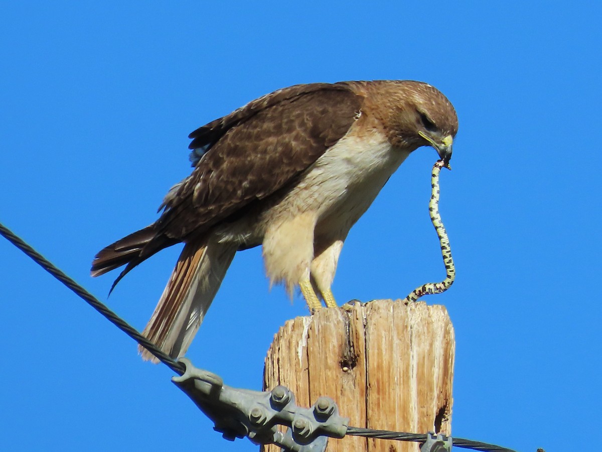 Swainson's Hawk - ML620048927