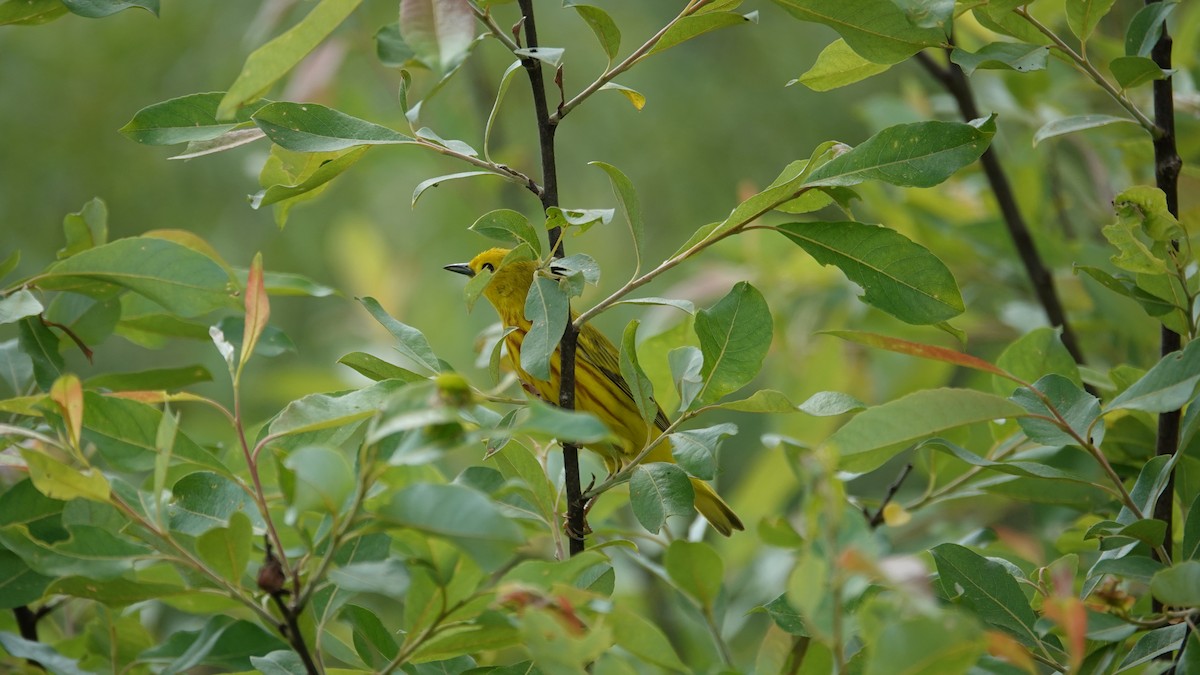 Yellow Warbler - ML620048960