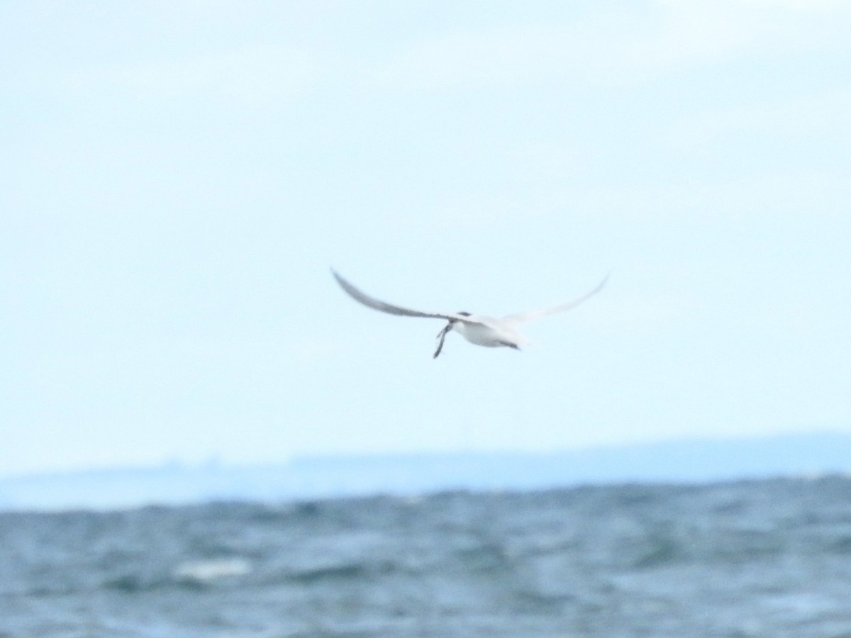 Australian Fairy Tern - ML620048965