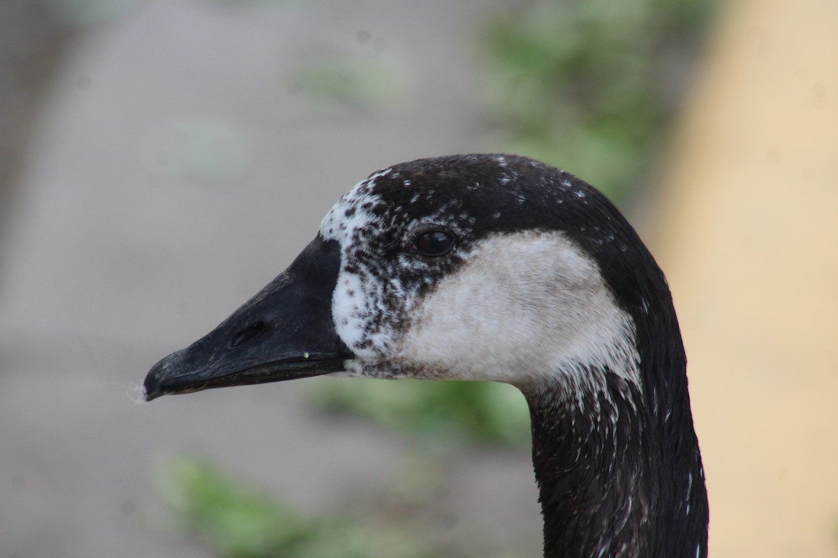 Greater White-fronted x Canada Goose (hybrid) - ML620048988