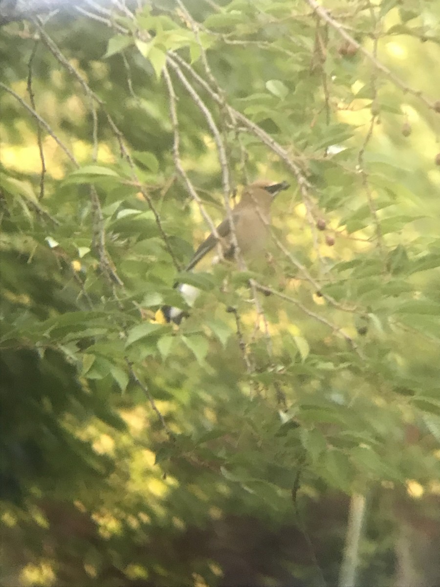 Cedar Waxwing - ML620048993