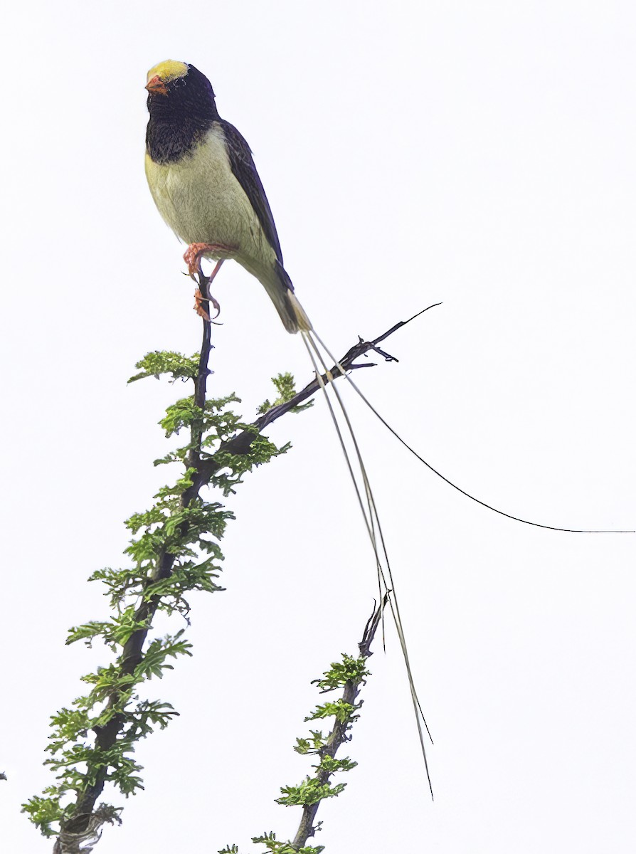Straw-tailed Whydah - ML620048995