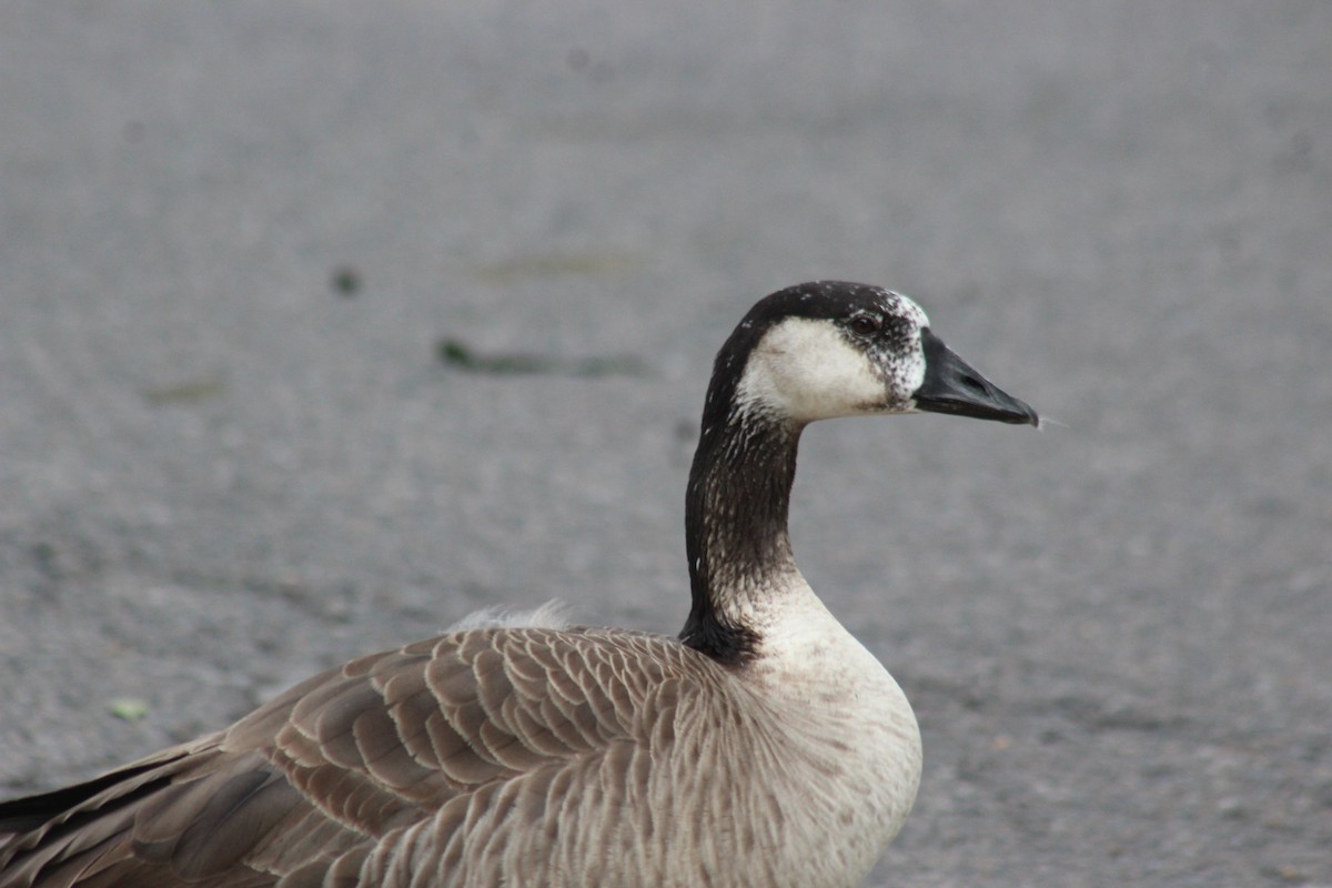 Greater White-fronted x Canada Goose (hybrid) - ML620048997
