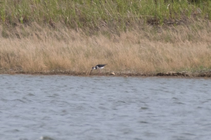 Black-necked Stilt - ML620049001