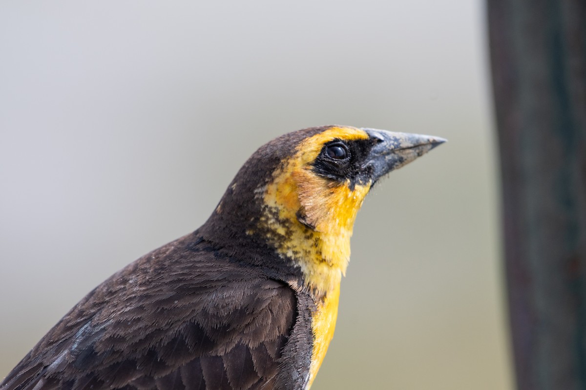 Yellow-headed Blackbird - ML620049006