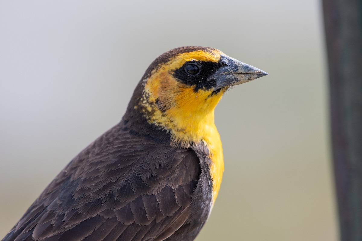 Yellow-headed Blackbird - ML620049007