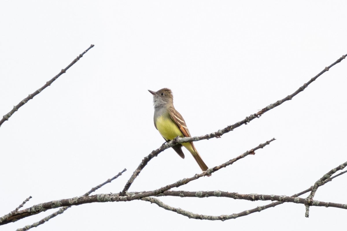 Great Crested Flycatcher - ML620049036