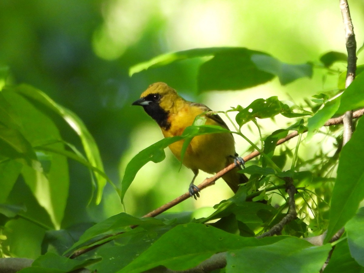 Orchard Oriole - ML620049037