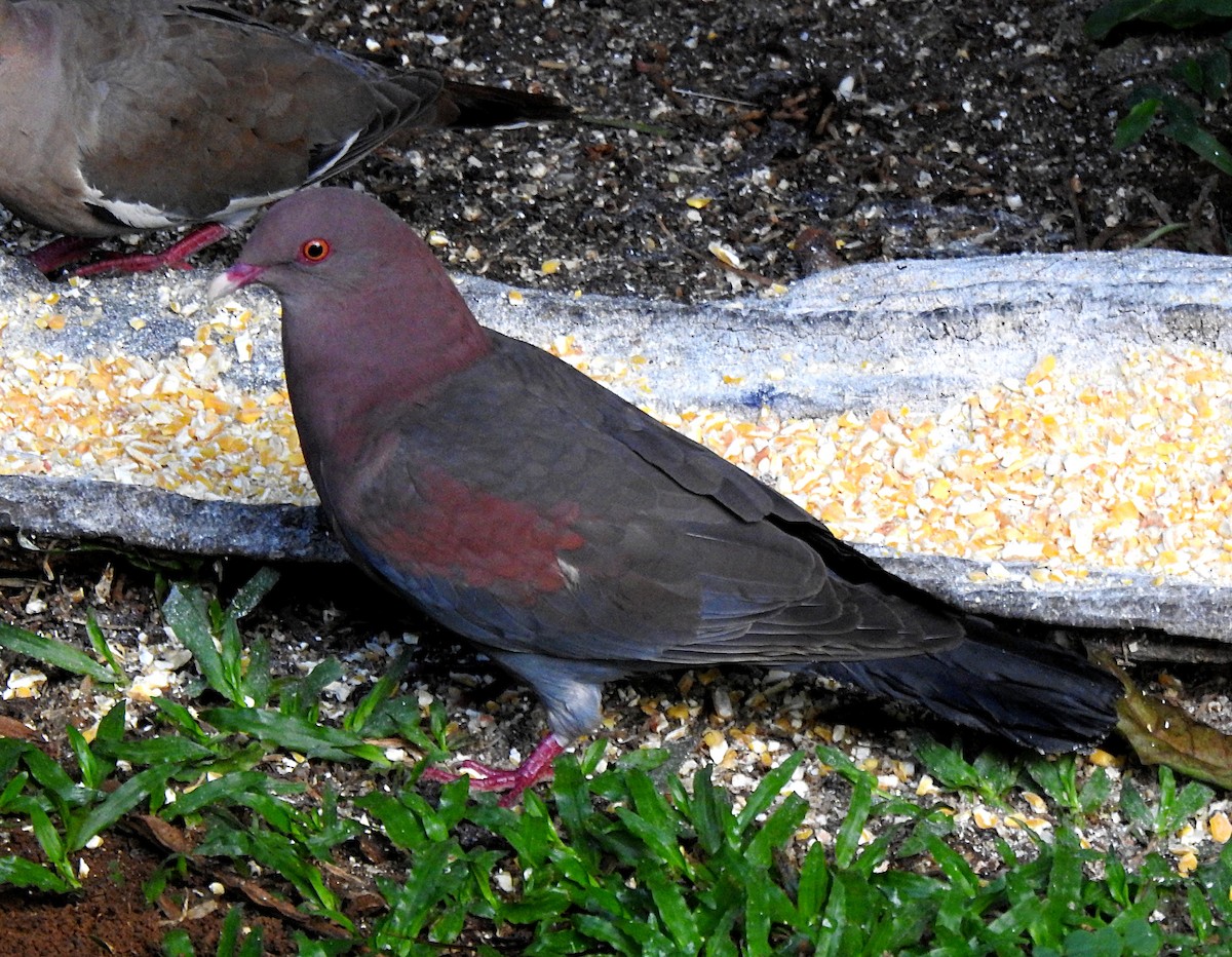 Red-billed Pigeon - Joel Schmidt